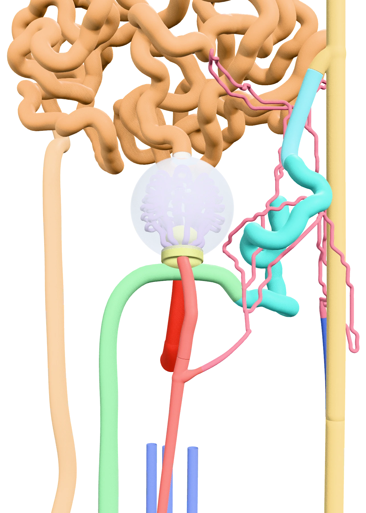 The renal corpuscle: the glomerulus inside its capsule, with the tubules around it