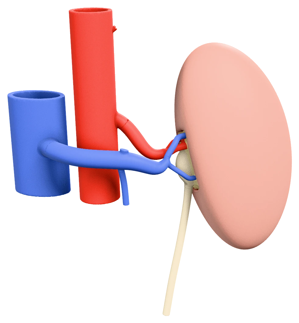 The kidney model: the whole organ