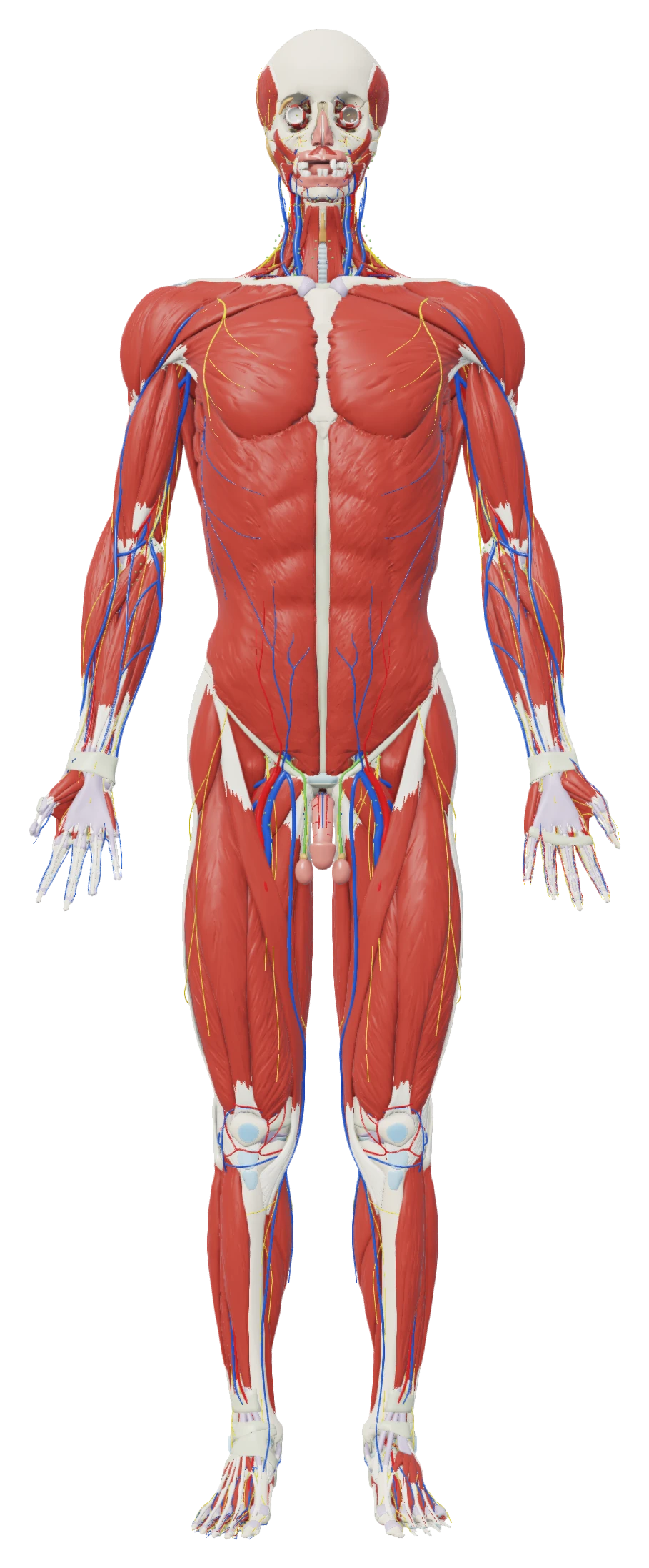 The body at 16% dissection depth: the deep fascia over the muscles of the trunk and limbs