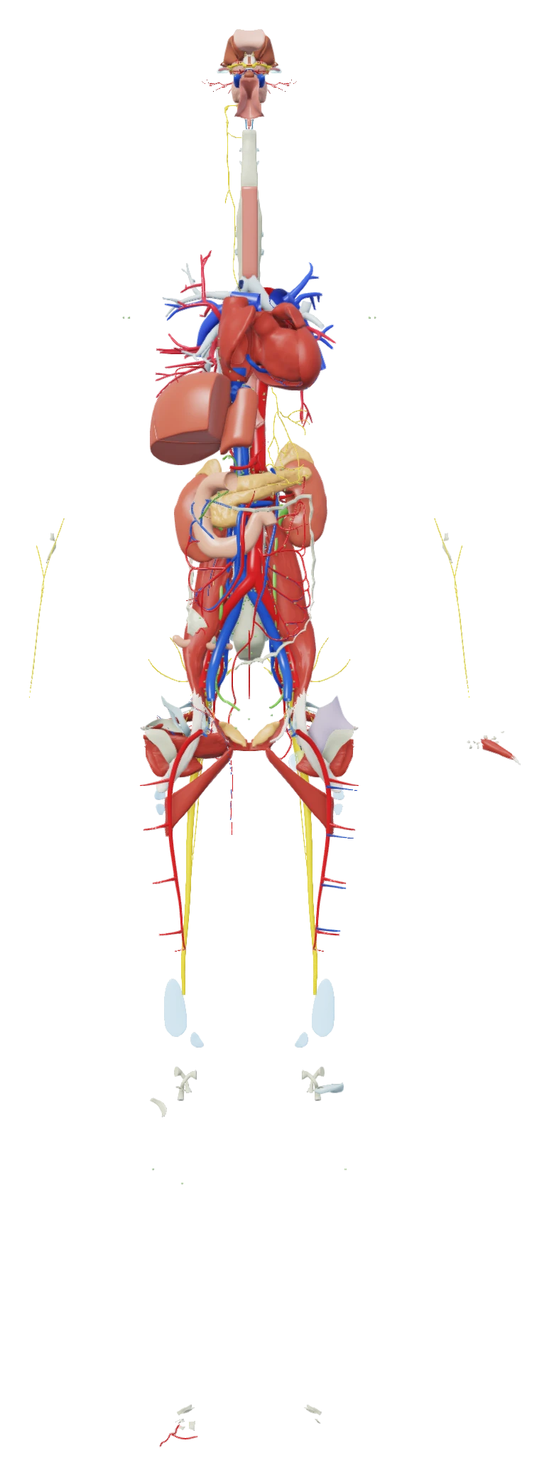 The body at 70% dissection depth: the heart, the great vessels and the organs at the back of the abdomen