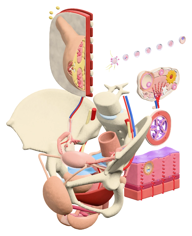 Female reproductive system, in the same view shown in the app’s model catalog